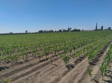 Campo · 1000000m² · 3 Dormitorios · Venta Finca 100 Ha en San Rafael | Doble Perforación | Smart Value Mendoza
