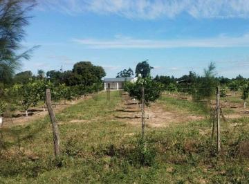 Campo · 90m² · 2 Ambientes · Campo y Casa en Venta, con Plantacion de Limones. Bella Vista, Corrientes.