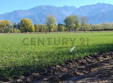 Campo · 7m² · Venta Finca 7,08 Ha – Vista Flores, Tunuyán (Valle de Uco)