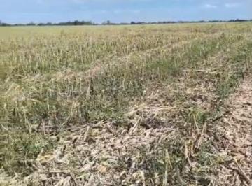 Campo · 360000m² · 1 Ambiente · Campo en Venta - Rosario del Tal