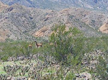 Terreno , Londres · Campo en Belen Catamarca