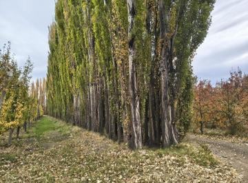 Terreno · 40000m² · Venta Chacra en Plottier