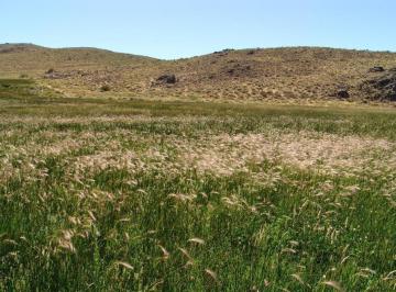Campo · 100000000ha · Campo en Río Negro 10.000 Hectáreas
