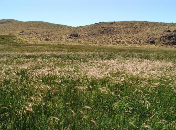 Campo · 100000000ha