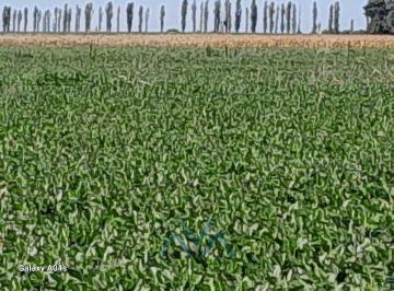 Campo · 35ha · Campo Agrícola 40 Ha en San Pedro, Buenos Aires
