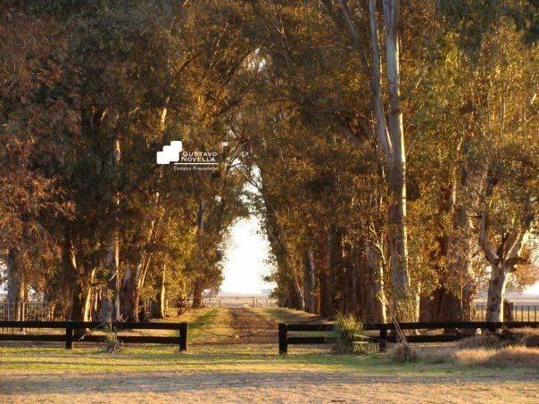 Campo · 600ha