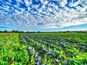 Campo · 130000m² · Campo 100% Agricola en Batan