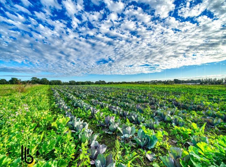 Campo · 130000m²