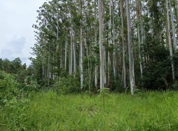 Terreno , Puerto Esperanza · Campo Forestal