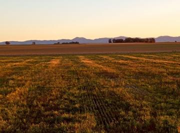 Campo , Coronel Suárez · Venta de Campo - 25 Has Agricolas