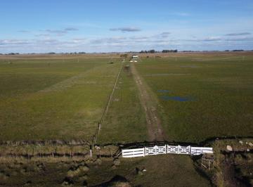 Campo , Las Flores · Campo en Venta a Tranquera Cerrada – 50 Ha – Zona El Trigo