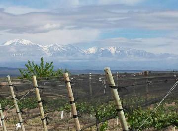 Bodega-Galpón , Luján de Cuyo · Venta Finca Productiva
