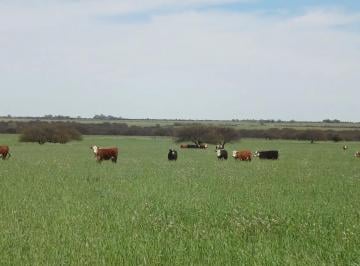Campo · 150m² · 3 Ambientes · Venta de Campo 5.600 Hectáreas en Chacharramendi, La Pampa |