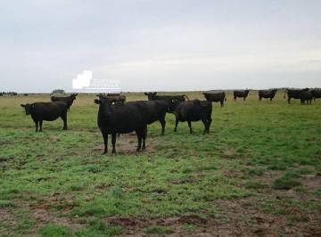 GNP-GNP-1016_2 · Campo en Venta Pcia de Buenos Aires