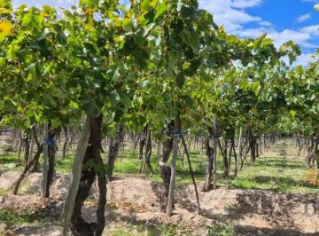 Campo · 640000m² · Venta de Finca 64 Has - Calle Las Rosas, La Central, Rivadavia.