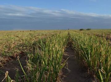 Campo · 875ha · Campo de 875 Ha en Venta - en Guardia Mitre Pcia de Río Negro