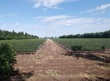 Campo · 20ha · 2 Ambientes · Finca Vitivinícola “llave en Mano” en Colonia Elena – San Rafael, Mendoza