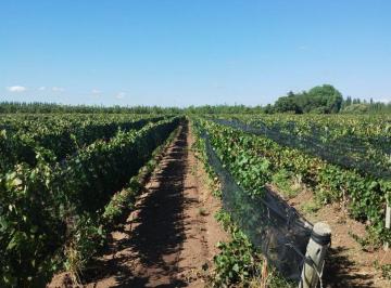 Campo · 27ha · Finca en Venta en Ugarteche, Luján de Cuyo