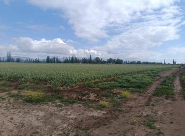 Campo , Agrelo · Euskadi Vende Increible Finca en Agrego (Cobos y Funes) - Usd 420.000