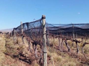Campo Venta USD 500.000 · Finca en Chacayes