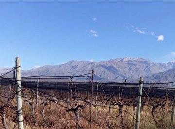 Finca con 20 has viñedos malbec alta gama, tela antigranizo y riego por goteo. 4 · Finca en Chacayes