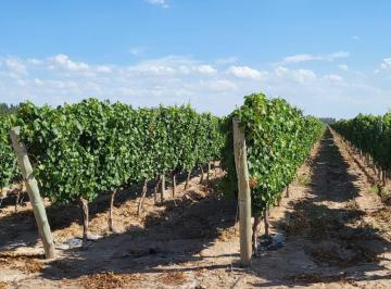 Campo · 1m² · 1 Ambiente · Venta de Finca de 27 Has - El Carrizal, Luján de Cuyo, Mza.