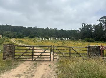 Foto1 · Chacra en Zona La Pataia. Punta Ballena