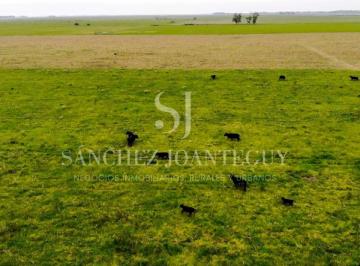 Campo , Las Flores · 148 Hectáreas Ganaderas en Las Flores