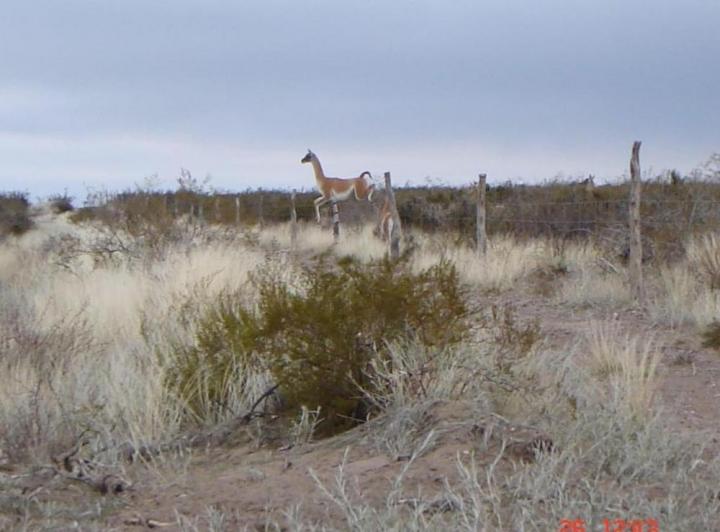 Campo · 100000000m² · 1 Ambiente