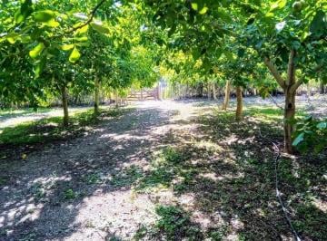 Quinta vacacional · 30000m² · ¡Venta! Finca con Plantación de Nogales en Santa Florentina - Chilecito