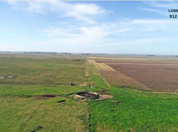 Campo , Lobería · Venta de Campo Mixto en Zona Las Nutrias Partido de Loberia Provincia de Buenos Aires
