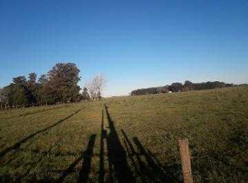 Campo · 30000m² · Campo Venta - 3 Hectáreas - Alegre