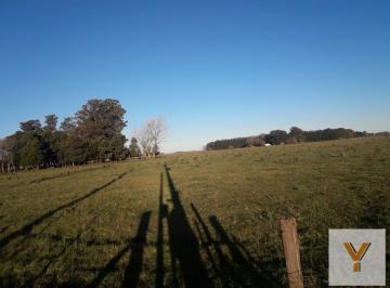 Campo · 30000ha · Campo Venta - 3 Hectáreas - Alegre