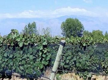Campo , Tunuyán · Finca y Bodega en Vista Flores