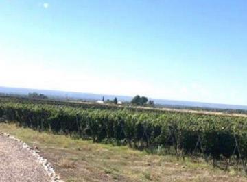 Campo Venta USD 2.900.000 · Finca en Altamira
