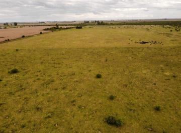 Campo en Venta   · 230 Has Campo Mixto