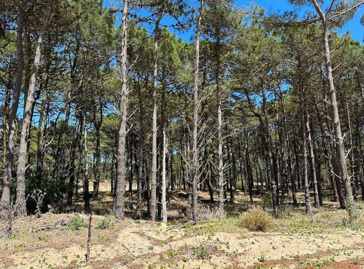 Terreno · 1099m²