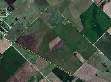 Campo · 2480000m² · Campo en Alquiler - 248 Hectáreas - Benito Juarez