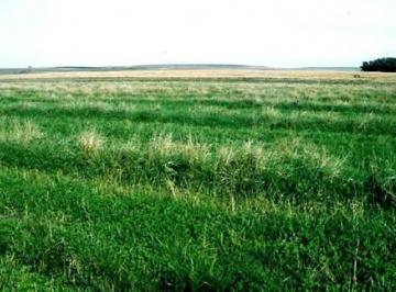 Campo · 600000ha · Venta - Chacra de 60 Hectáreas en Catriel - R030