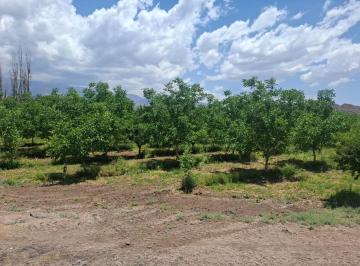 Terreno , Famatina · Vendo Terreno en Famatina – 7.067 m² – con Agua, 70 Nogales y 39 Frutales