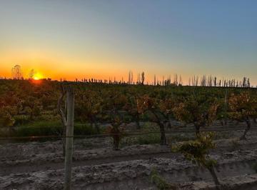 Terreno · 50000m² · Venta Finca Nueva California San Martin Mendoza
