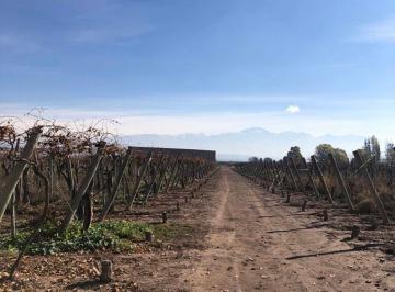 Campo , Luján de Cuyo · Finca y Bodega en Agrelo