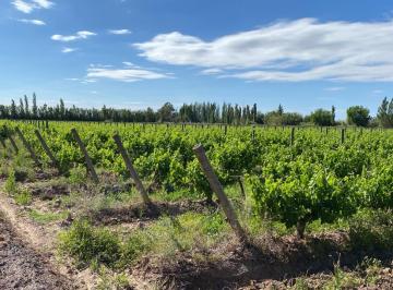 Espaldero · Finca en Venta Ubicada en Calle El Pantano, Jocolí Viejo, Lavalle, Mendoza.