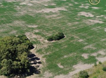 Campo , San Andrés de Giles · Campo de 40.4 Has 100% Agrícola - Azcuénaga, San Andrés de Giles