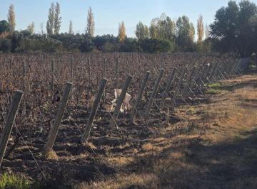 Campo , San Martín · Se Vende Finca