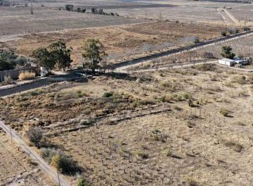 Campo · Venta de Finca 60 Has en Calle La Primavera, Rivadavia - Mendoza