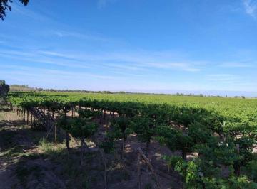Campo · 192ha · Finca en Angaco, con Producción. 192 Hectáreas.