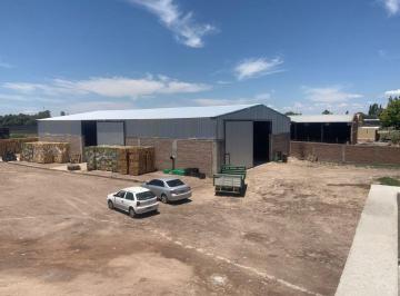 Bodega-Galpón · 710m² · Galpon de Empaque en Venta