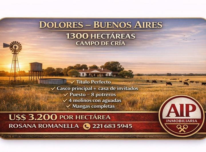 Campo