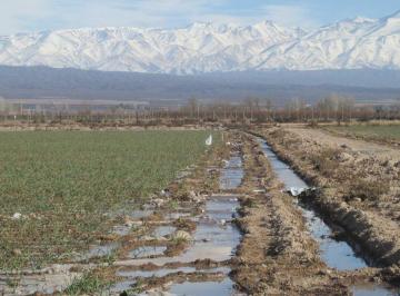 Campo · 18ha · Finca en Venta Ugarteche Lujan de Cuyo